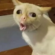 prorab